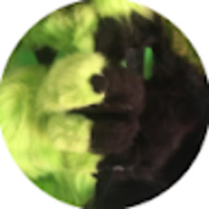 Meet your Posher, Pheonix